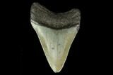Fossil Megalodon Tooth - North Carolina #131607-1